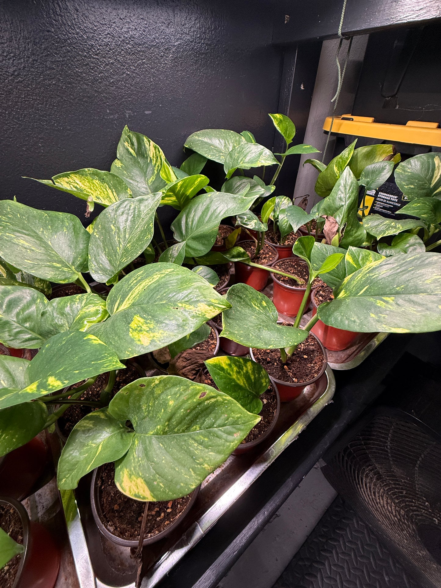 Variegated Pothos (Epipremnum aureum) – 4” Pot – Easy-Care Indoor Vine | Perfect for Beginners