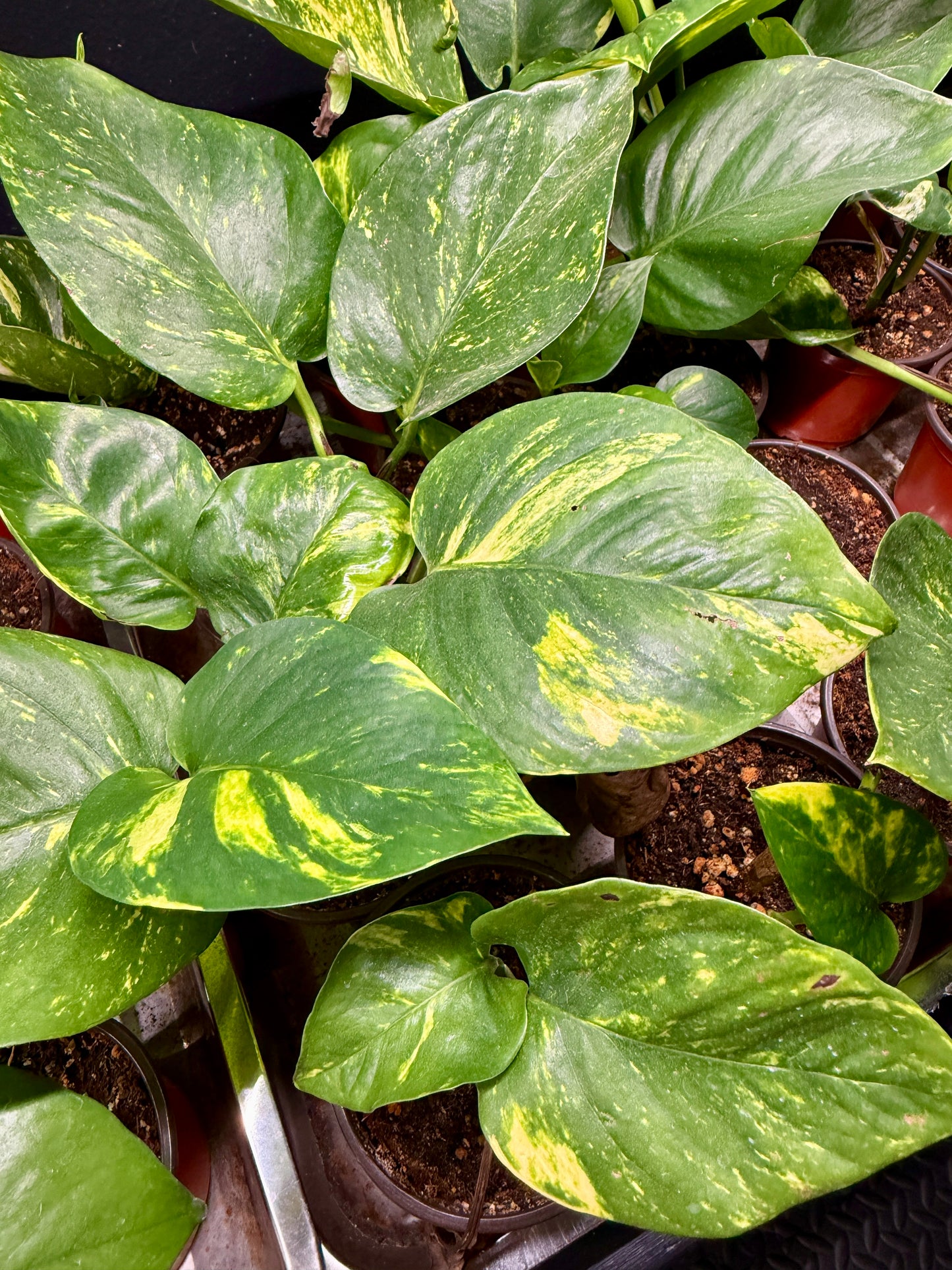 Variegated Pothos (Epipremnum aureum) – 4” Pot – Easy-Care Indoor Vine | Perfect for Beginners