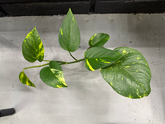 Variegated Pothos (Epipremnum aureum) – 4” Pot – Easy-Care Indoor Vine | Perfect for Beginners