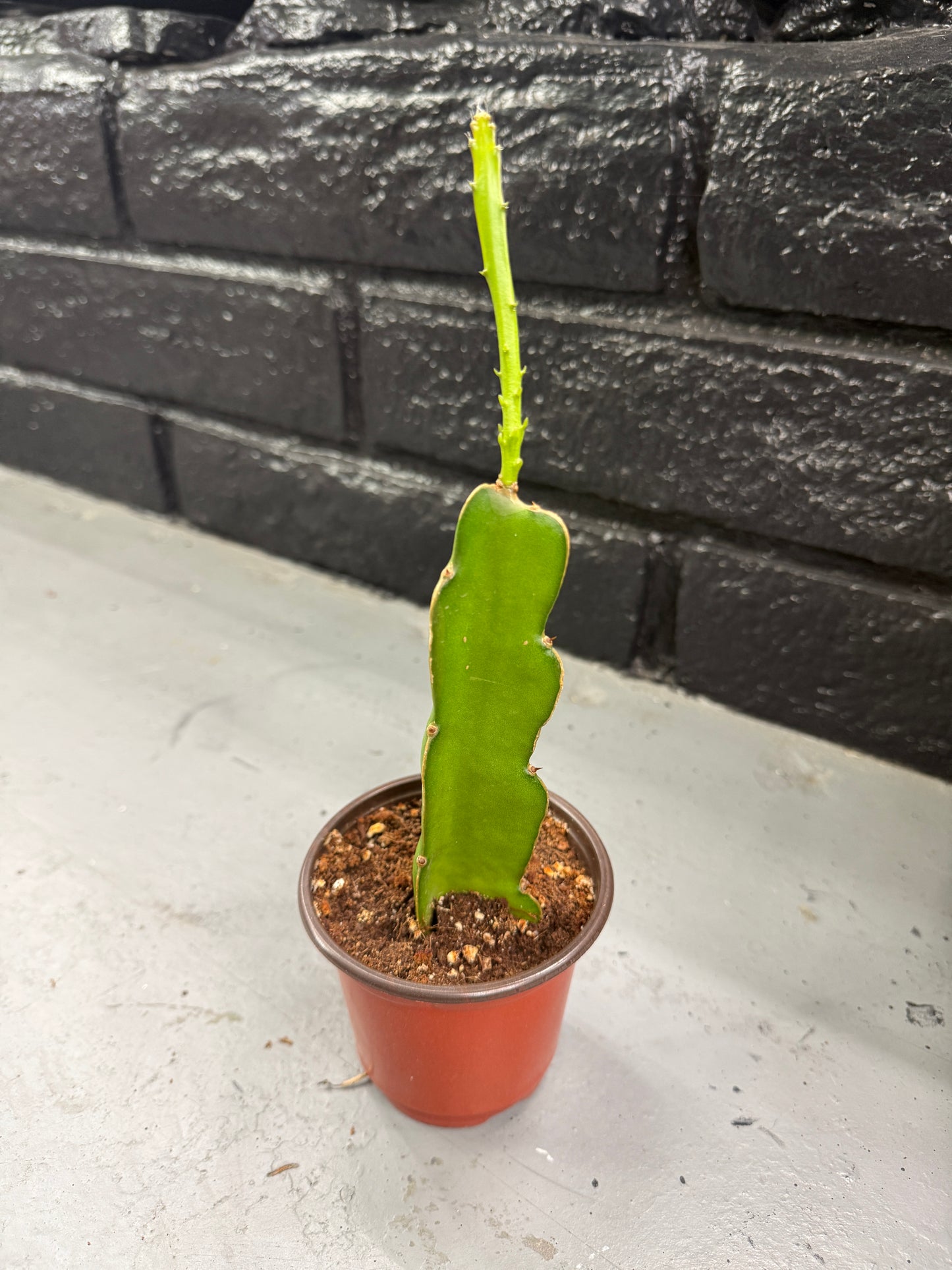 Rooted Dragon Fruit Cactus (Hylocereus undatus) – 4” Pot – White Flower, Pink Fruit Variety