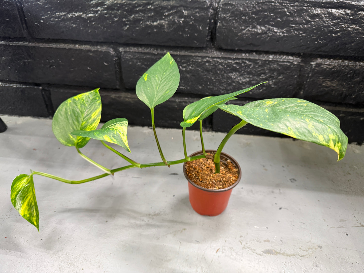 Variegated Pothos (Epipremnum aureum) – 4” Pot – Easy-Care Indoor Vine | Perfect for Beginners