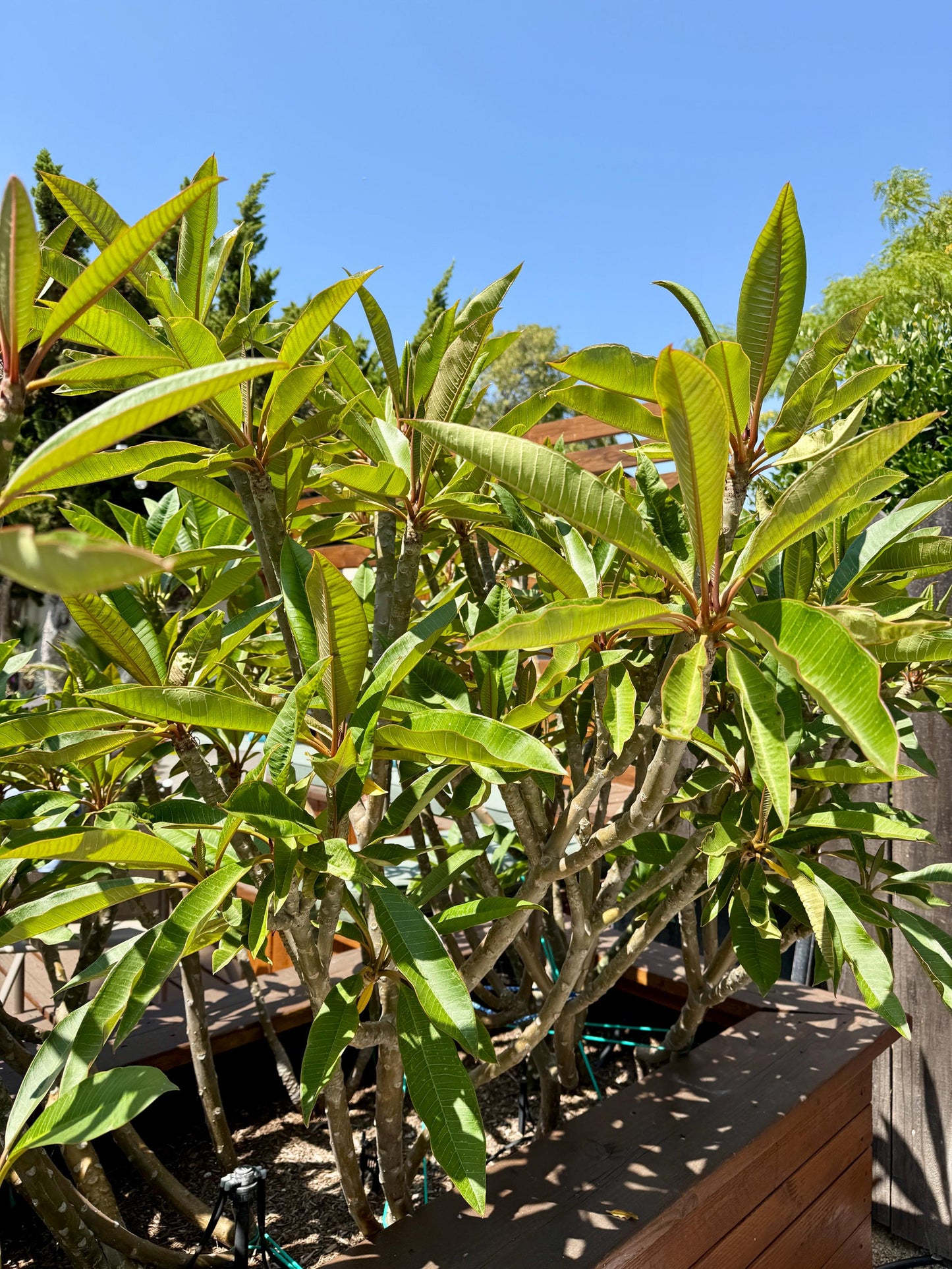 Pink Plumeria Cuttings โ Fresh 7โ11โ Unrooted Stems โ 2 Pack