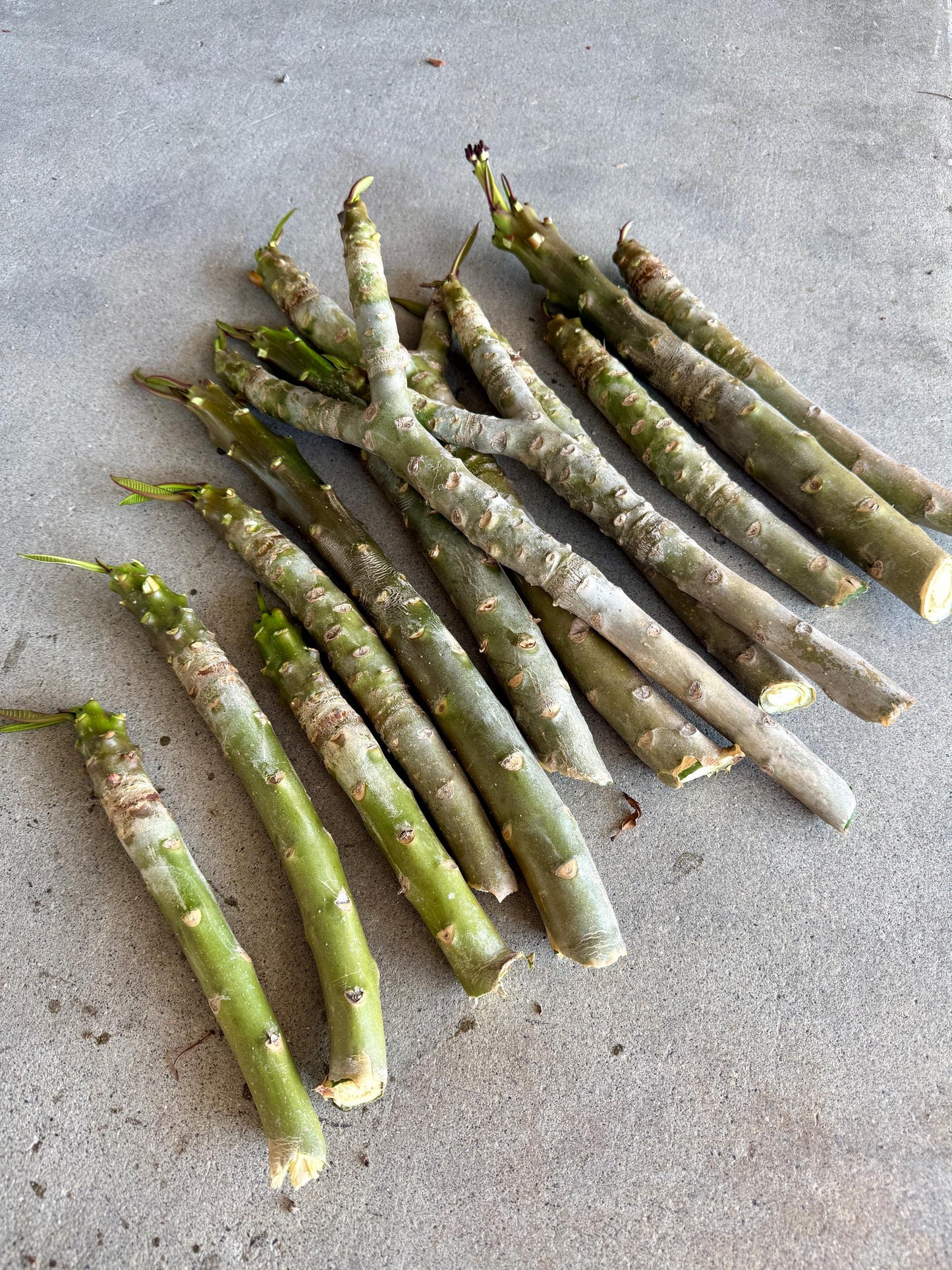 Pink Plumeria Cuttings โ Fresh 7โ11โ Unrooted Stems โ 2 Pack
