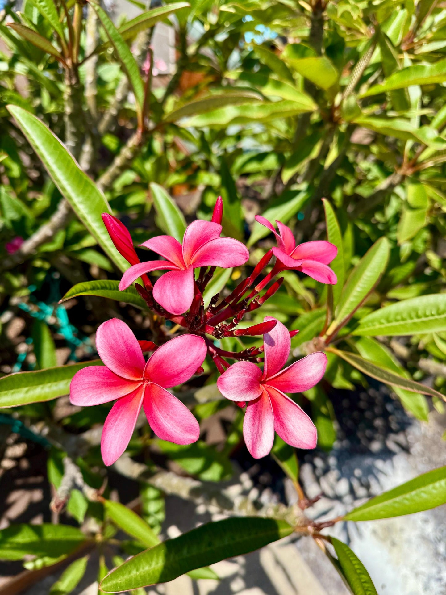 Pink Plumeria Cuttings โ Fresh 7โ11โ Unrooted Stems โ 2 Pack
