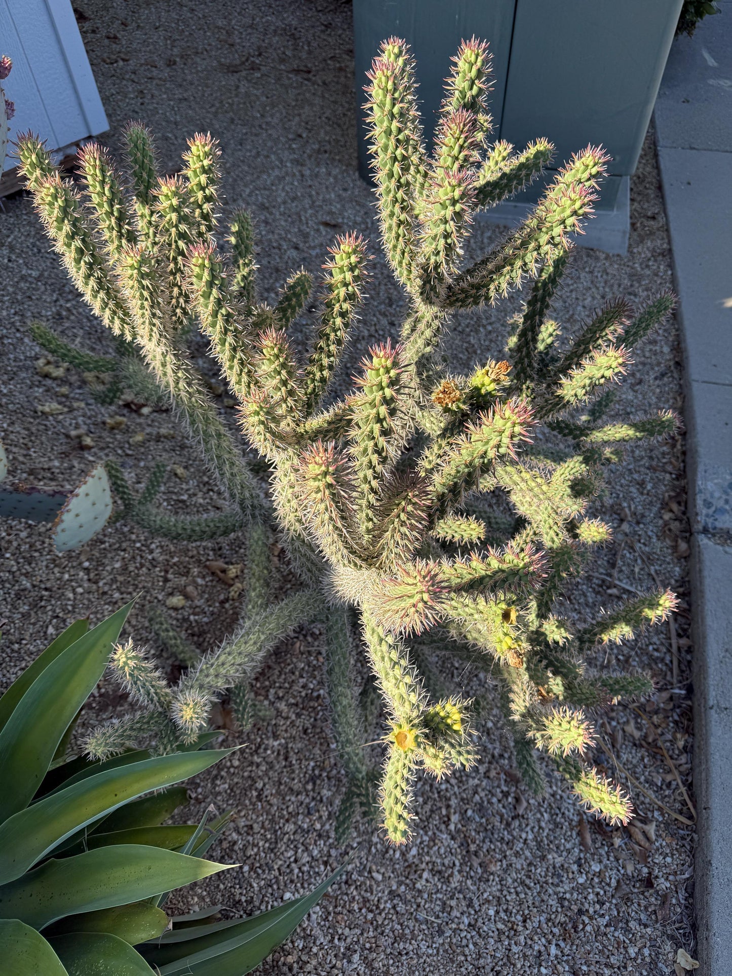 Cholla Cactus Cuttings – 4 Pack