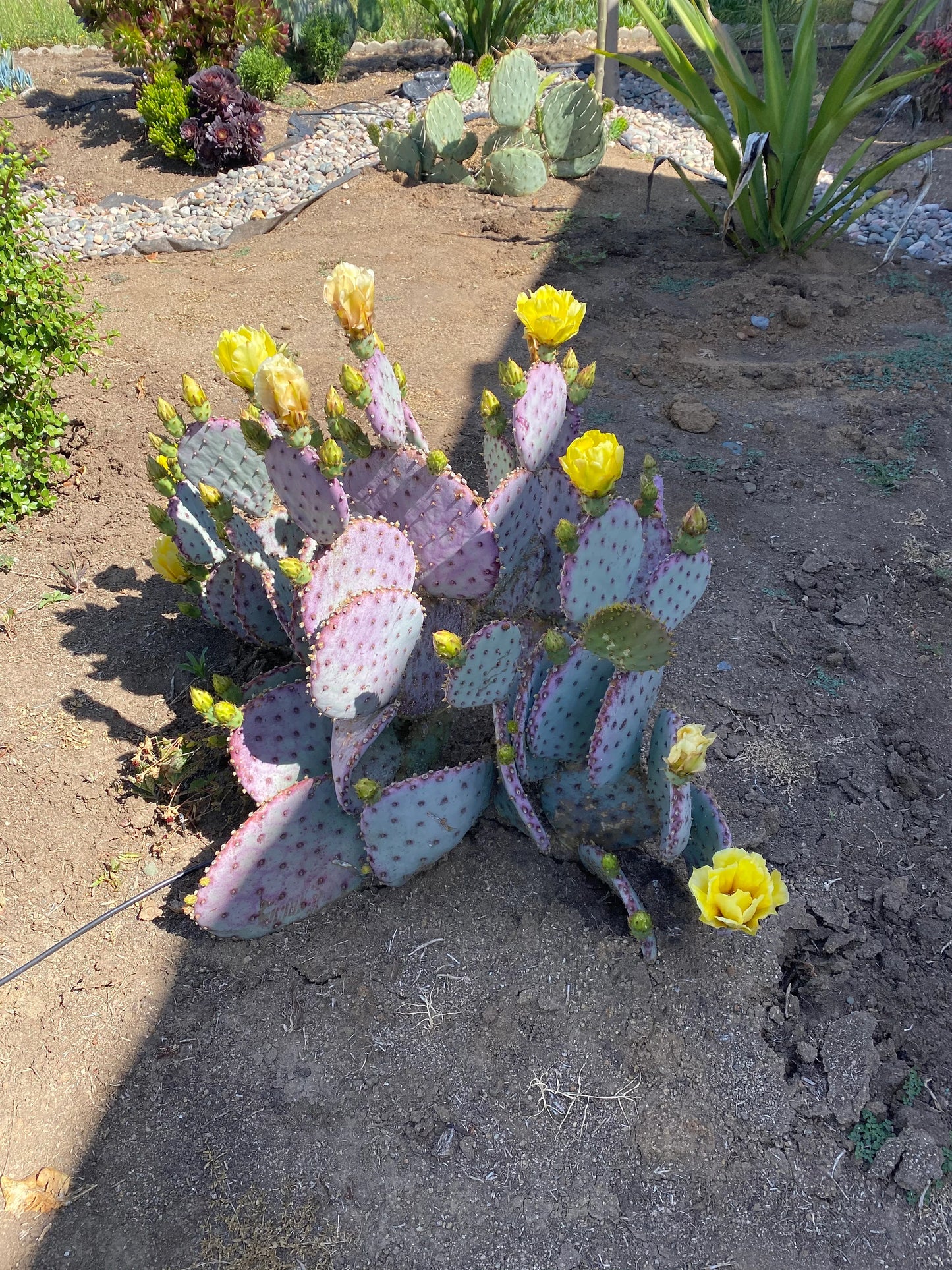 Purple Santa Rita Prickly Pear - 2 Pads
