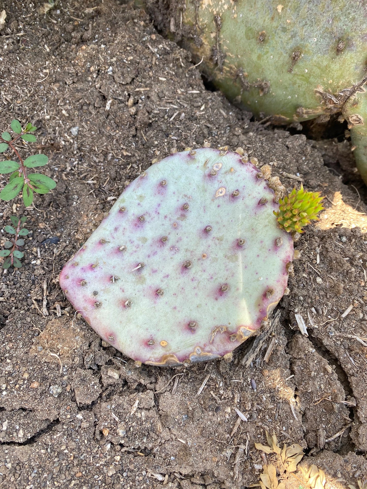 Purple Santa Rita Prickly Pear - 2 Pads