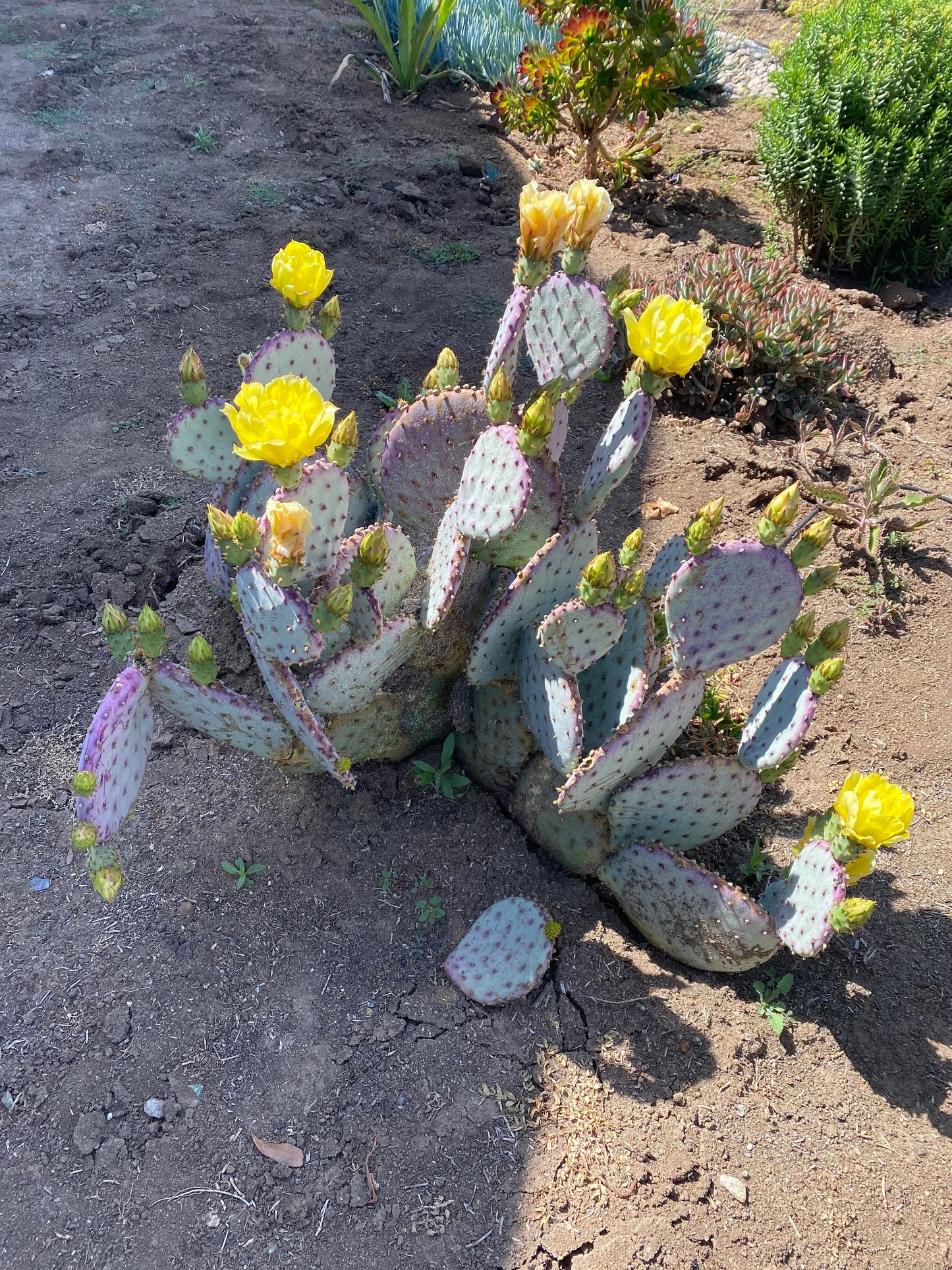 Purple Santa Rita Prickly Pear - 2 Pads