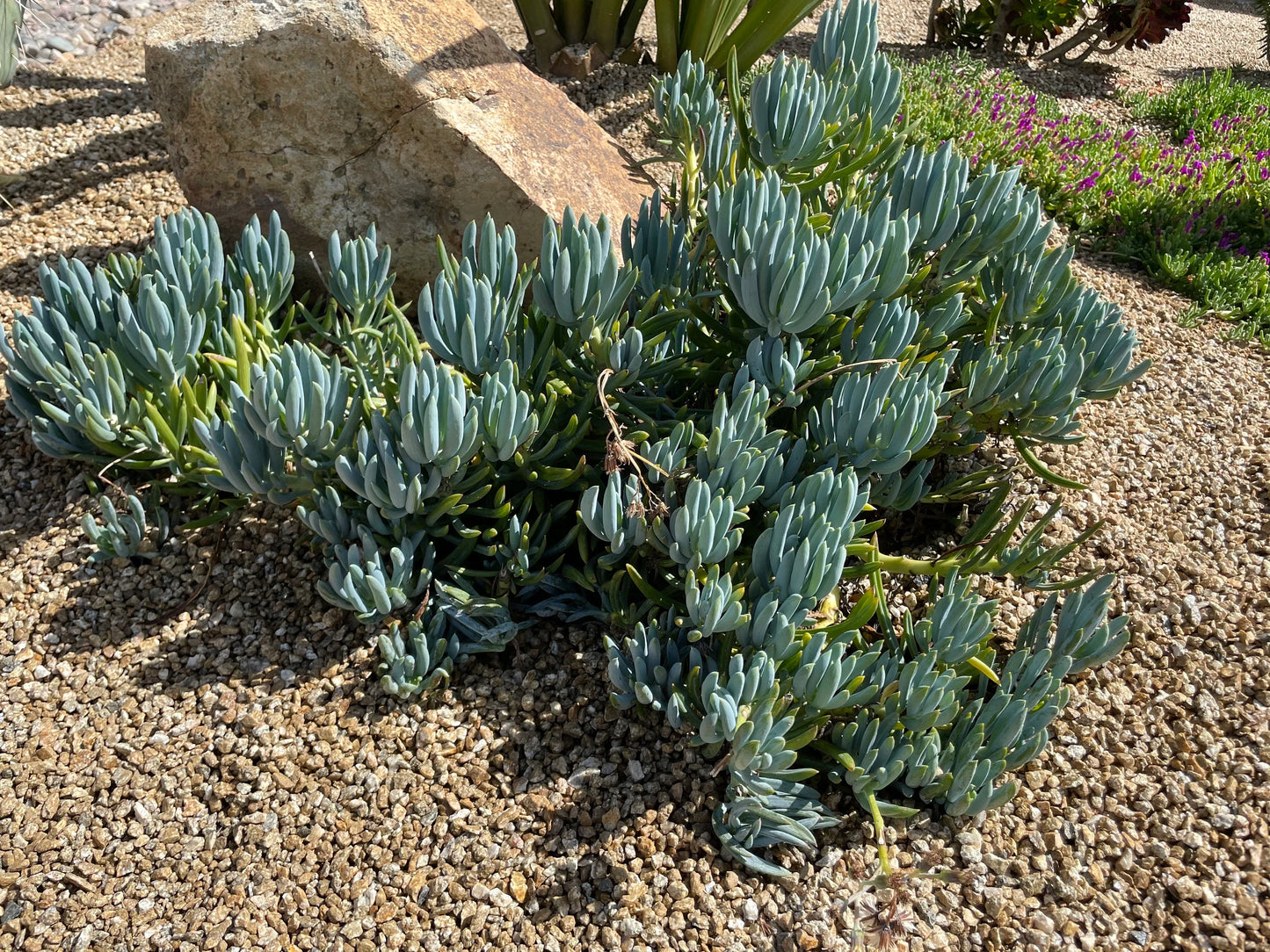 Blue Chalk Sticks – 4 Cuttings
