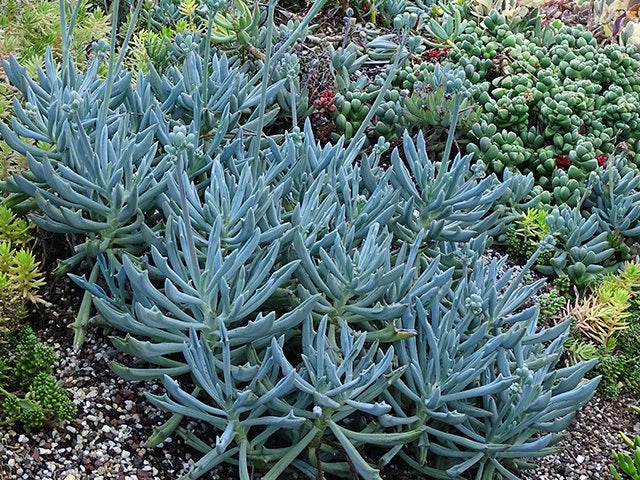 Blue Chalk Sticks – 4 Cuttings
