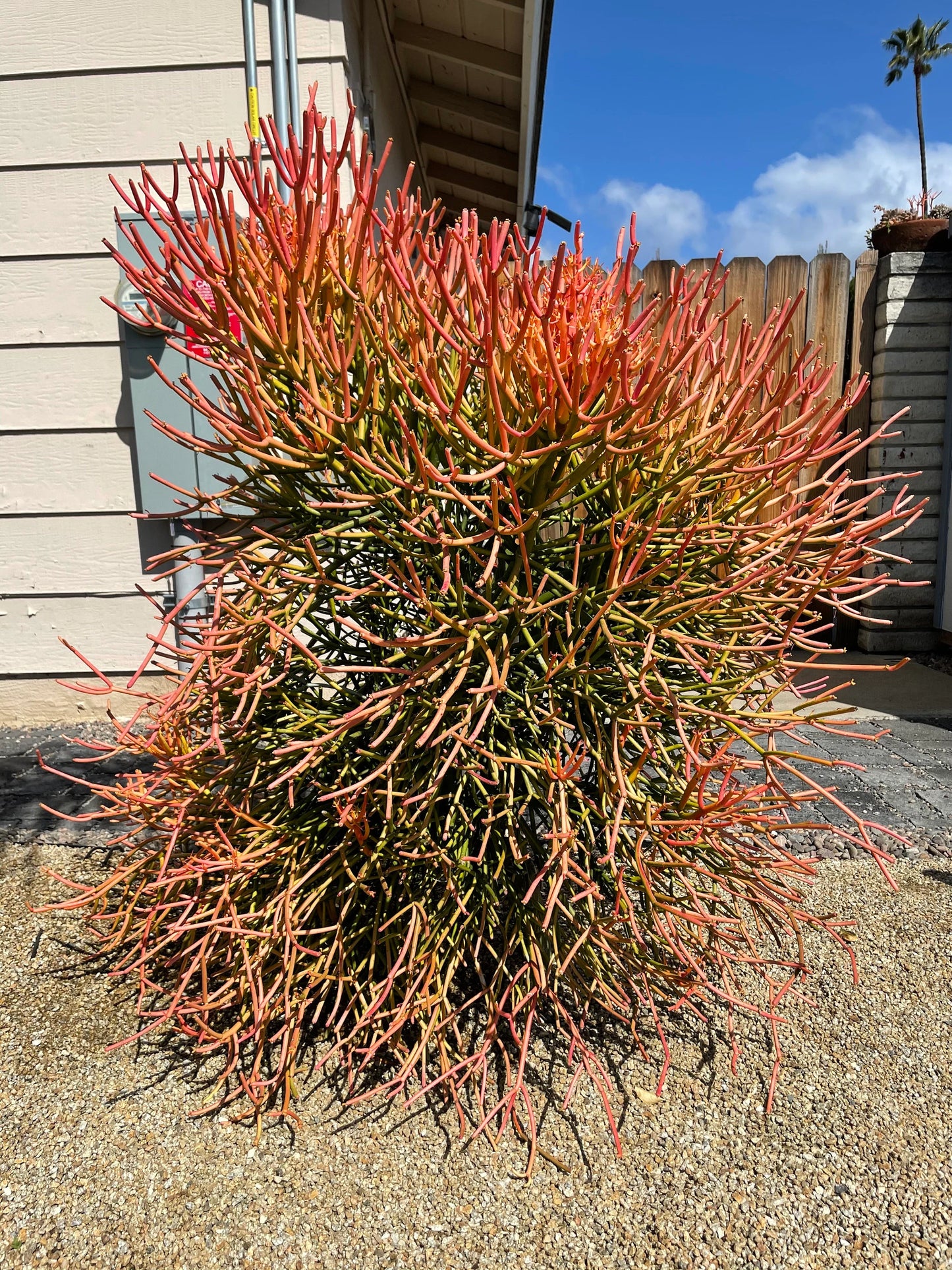 Firesticks (Euphorbia Tirucalli) Succulent Cuttings – 12 Pack