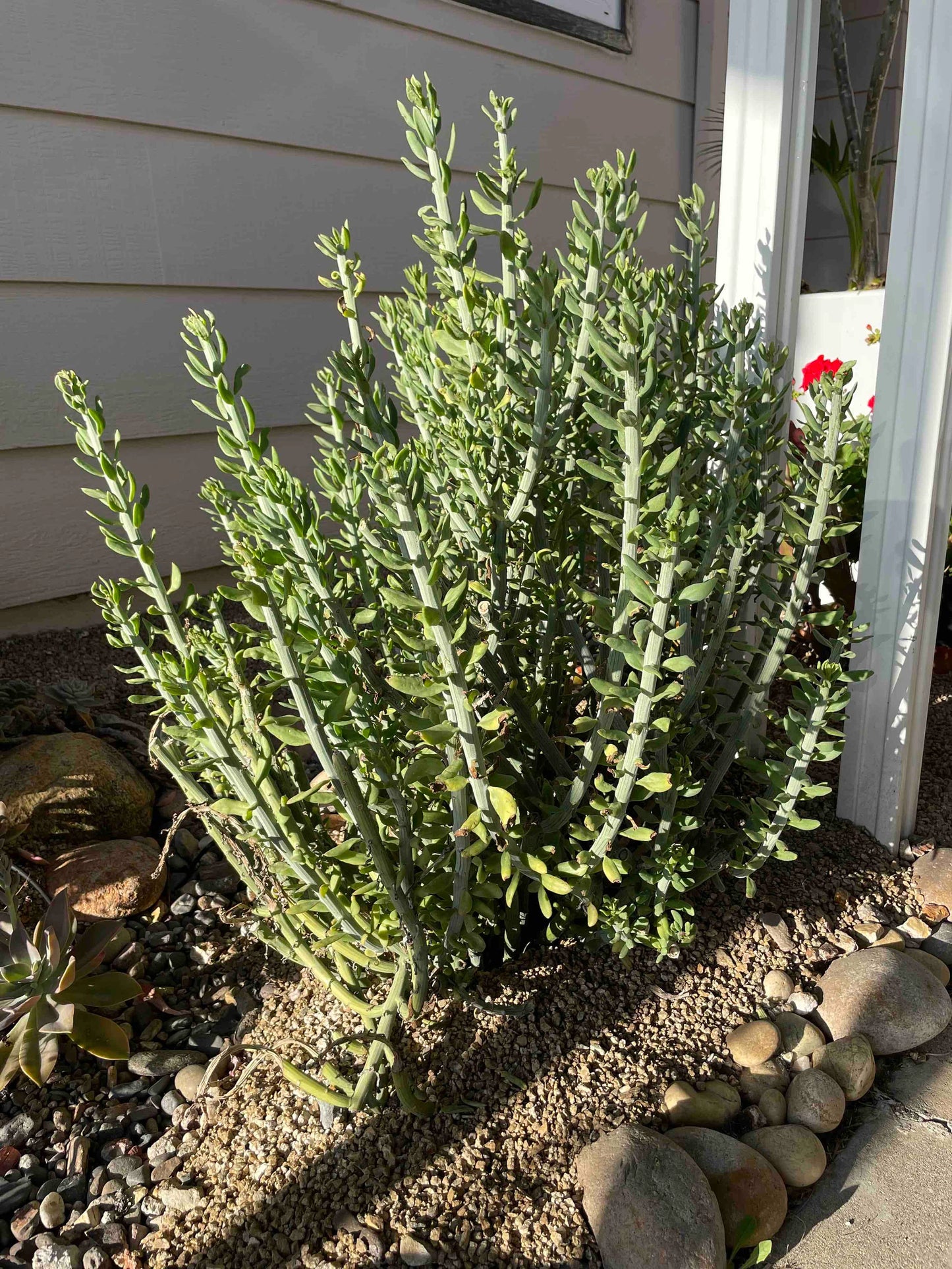 Senecio ‘Swizzle Sticks’ - 6 Cuttings