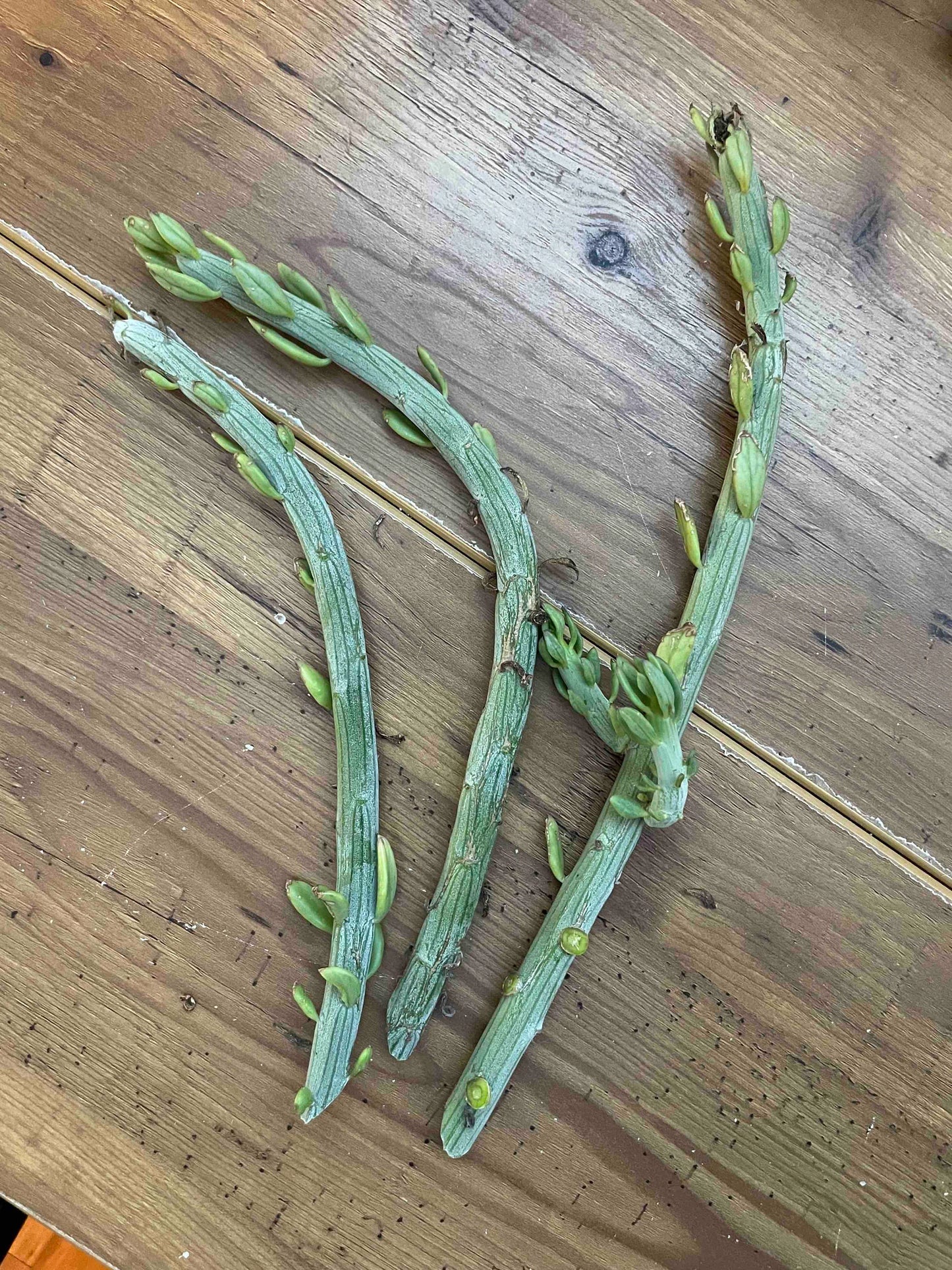 Senecio ‘Swizzle Sticks’ - 6 Cuttings