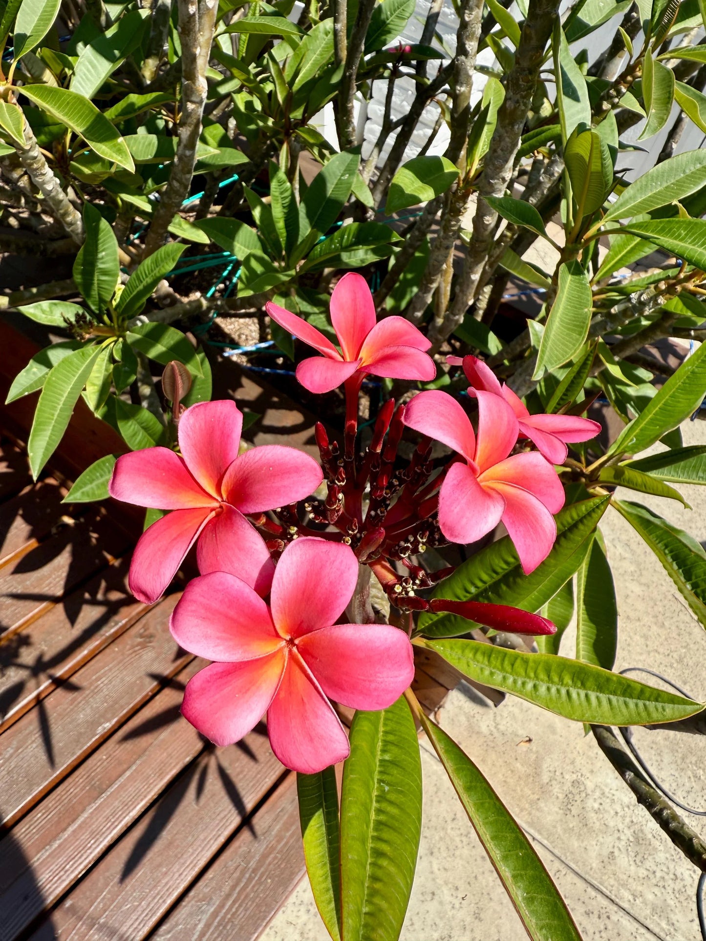 Pink Plumeria Cuttings โ Fresh 7โ11โ Unrooted Stems โ 2 Pack