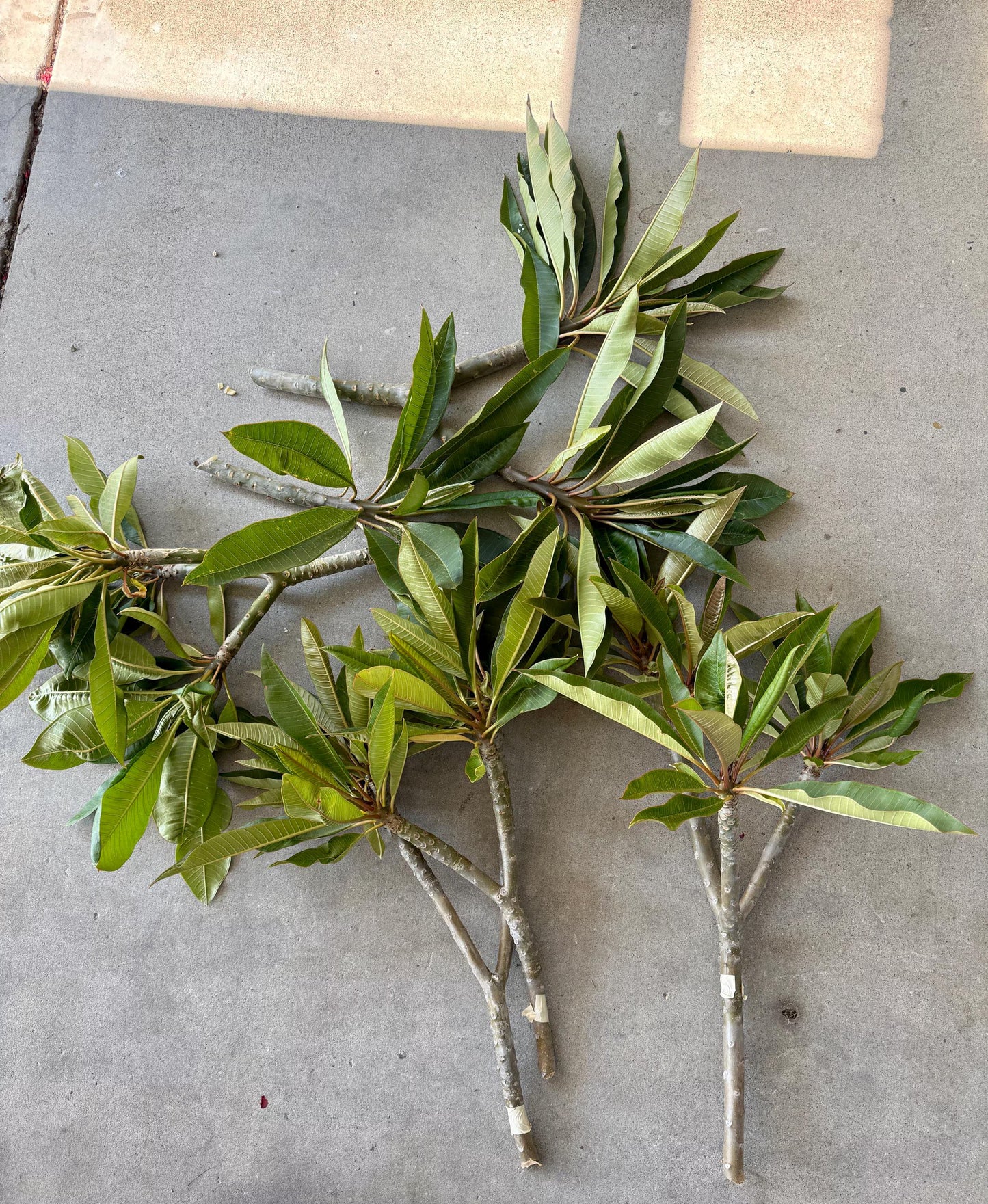 Pink Plumeria Cuttings โ Fresh 7โ11โ Unrooted Stems โ 2 Pack