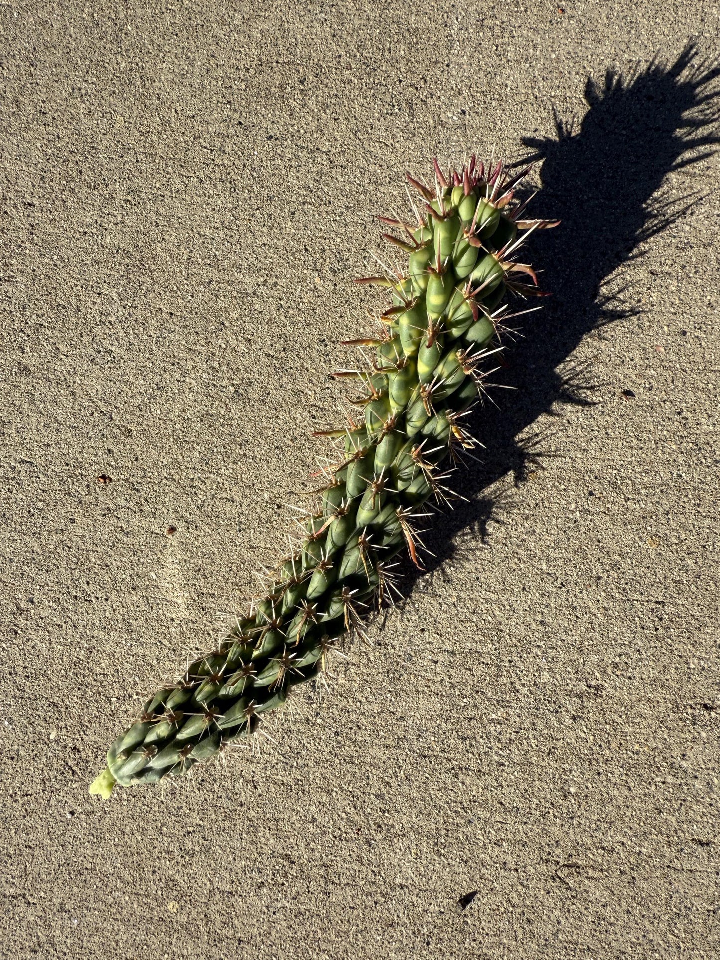 Cholla Cactus Cuttings – 4 Pack