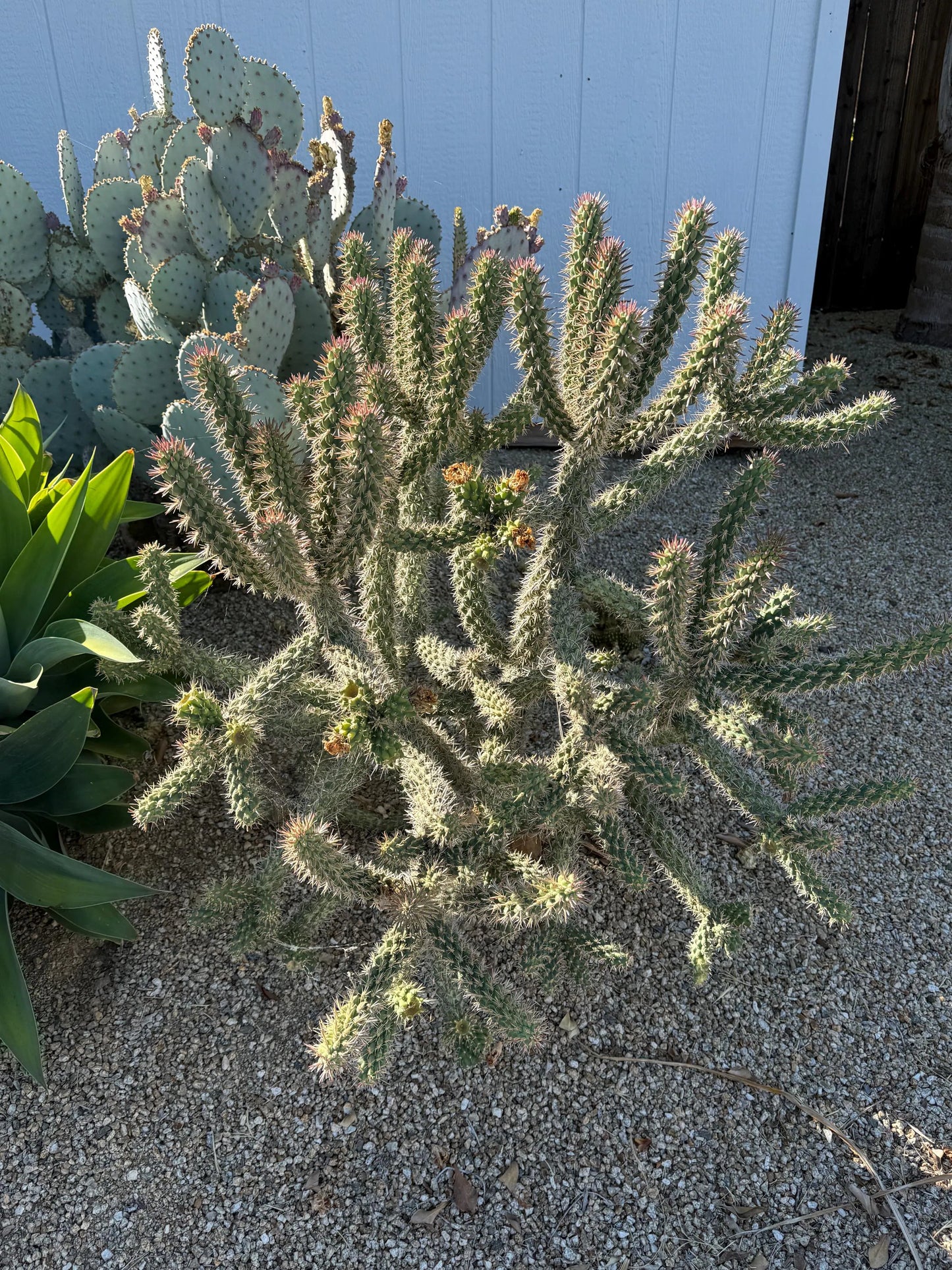 Cholla Cactus Cuttings – 4 Pack