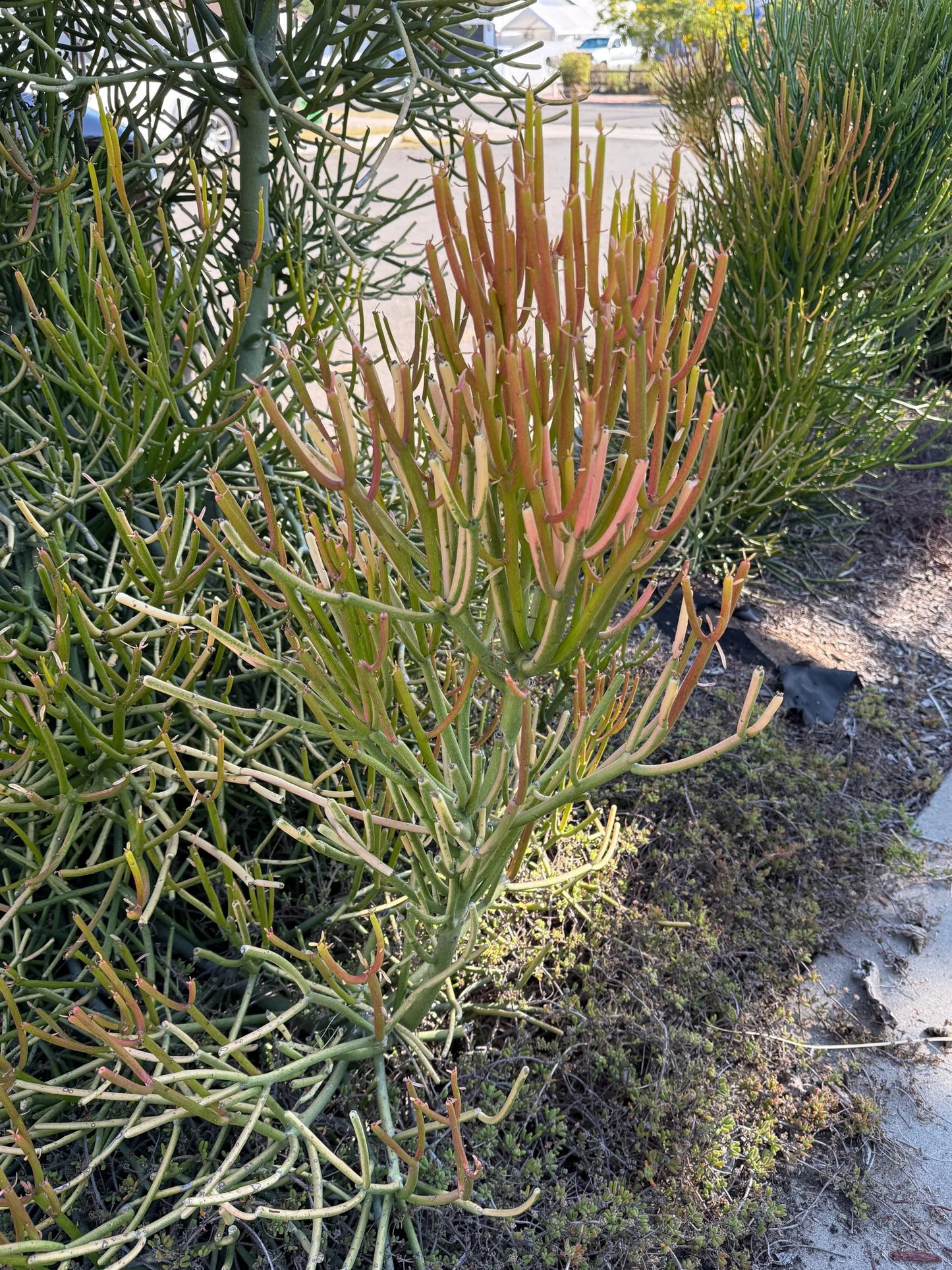 Firesticks (Euphorbia Tirucalli) Succulent Cuttings – 12 Pack