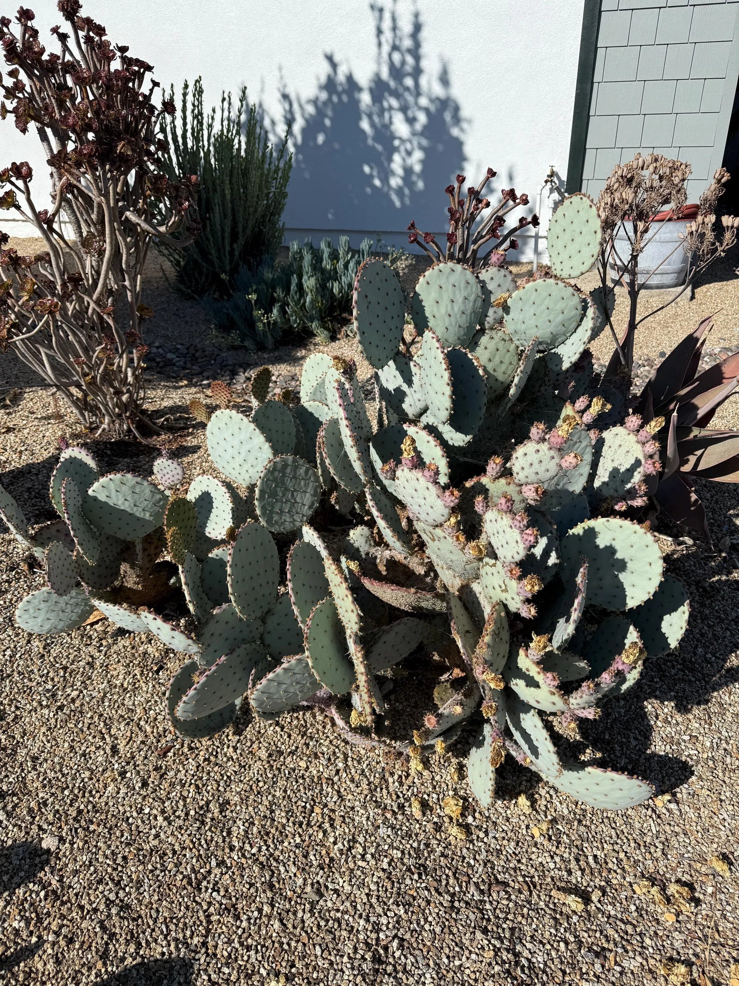 Purple Santa Rita Prickly Pear - 2 Pads