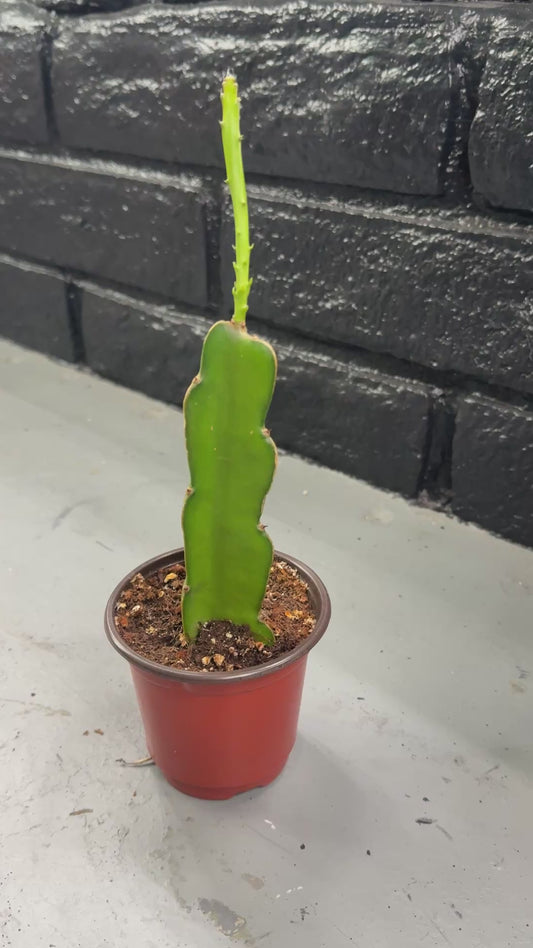 Rooted Dragon Fruit Cactus (Hylocereus undatus) – 4” Pot – White Flower, Pink Fruit Variety
