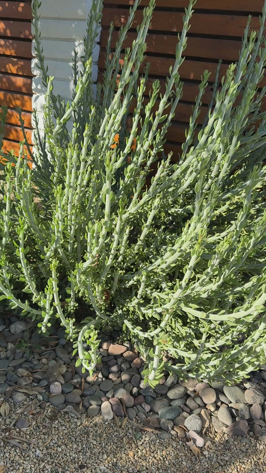 Senecio ‘Swizzle Sticks’ - 12 Cuttings