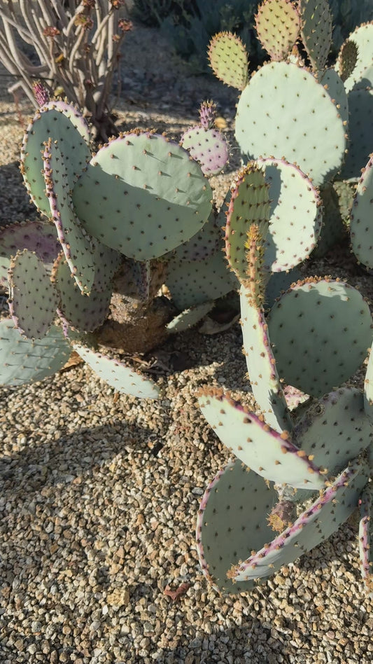 Purple Santa Rita Prickly Pear - 2 Pads