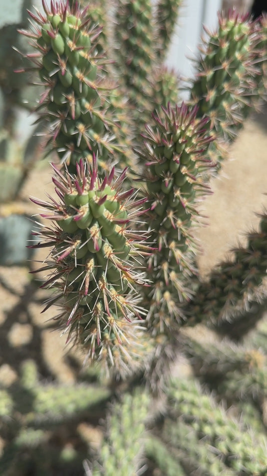 Cholla Cactus Cuttings – 4 Pack
