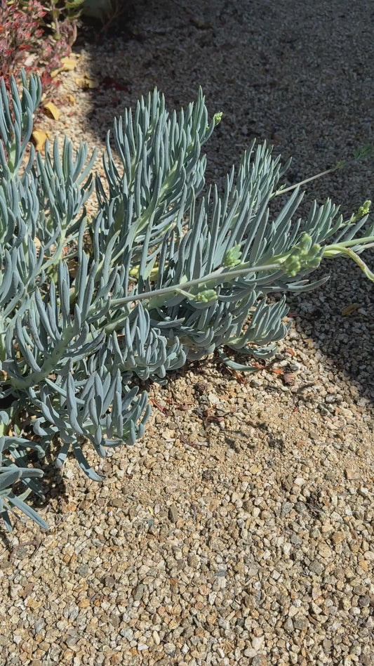 Blue Chalk Sticks – 4 Cuttings