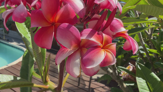 Pink Plumeria Cuttings – Fresh 7–11” Unrooted Stems – 2 Pack